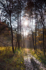 Waldweg im Herbstlicht