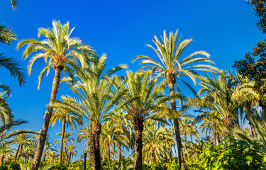 Palmeral of Elche, Spain. UNESCO heritage site