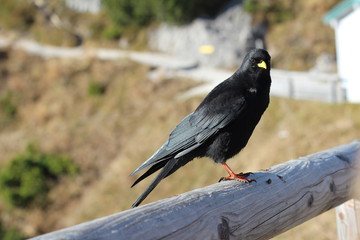 Blackbird