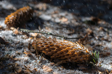 Snowflakes fly in the lit by the sun on the fir cones lying in the winter woods in the snow. Selective focus.