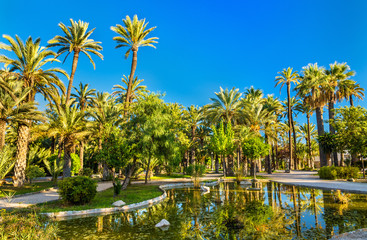 Palmeral of Elche, Spain. UNESCO heritage site