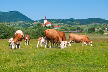 Fototapeta na wymiar Cow herd grazing in a field - rural scene