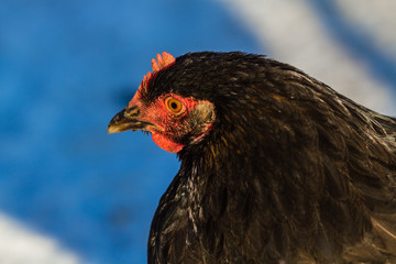 Молодые курицы на подворье зимой