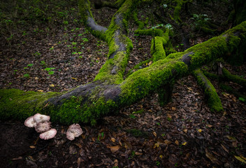 Forest at Garajonay National Park, La Gomera, Canary Islands, Spain