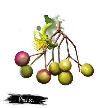 Phalsa fruit and flower isolated on white. Grewia asiatica, Phalsa or Falsa. Grewia celtidifolia. Sweet and sour acidic fruit. Sherbet or squash used as an astringent, stomachic and cooling agent.