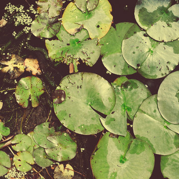 Water Lily, Nymphaeaceae. Looking down.