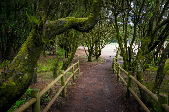 Forest at Garajonay National Park, La Gomera, Canary Islands, Spain