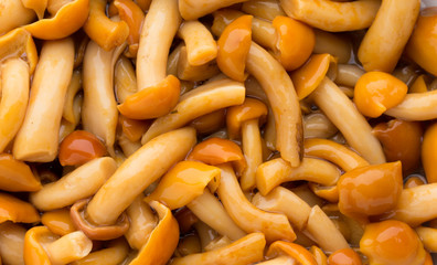 Shimeji mushrooms brown fumgi varieties Background.