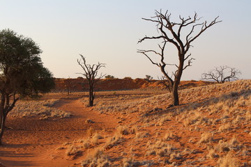 Namib Wüste