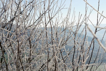 winter frost