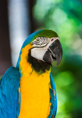 Parrot in Bali Island Indonesia