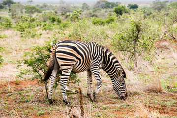Fototapeta na wymiar A zebra with alittle bird on its back