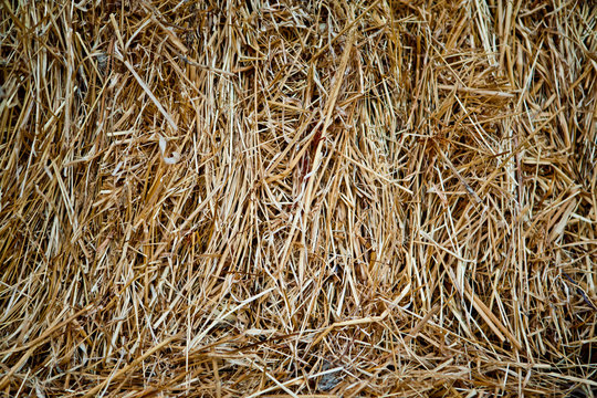Сено / Texture hay close up 