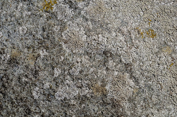 Gray rock background with lichen