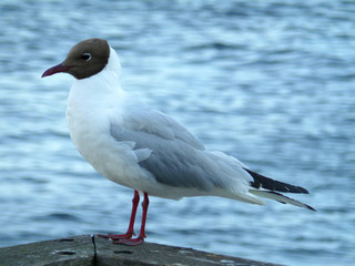 Closed up a Black-headed Gull Resting at the Waterfront Terrace 