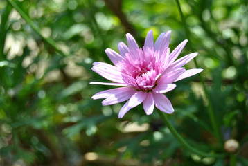 Obraz premium Primavera