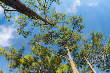 Pine tree low angle view with blue sky