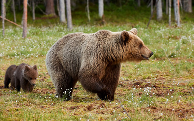 Mother brown bear and her cubs