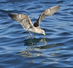 Flying Juvenile Kelp gull (Larus dominicanus), also known as the Dominican gull and Black Backed Kelp Gull. Natural blue water background of ocean . False Bay, South Africa