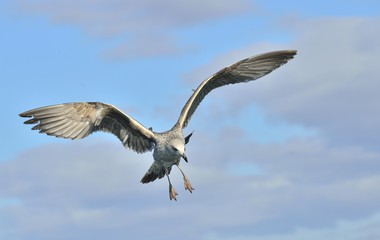 Flying Juvenile Kelp gull (Larus dominicanus), also known as the Dominican gull and Black Backed Kelp Gull. Natural blue sky background. False Bay, South Africa
