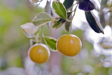 Kumquats fruit tree very appreciated in gardening