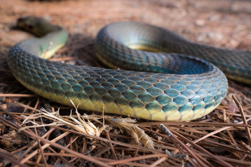 Flying Green Tree Snake
