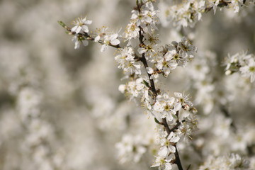 Obraz premium Weißdornblüten 