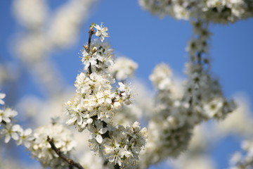 Blüten des Weißdorns