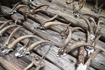 Goat skulls