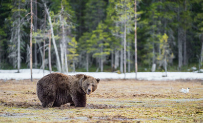 Brown Bear (Ursus arctos) on a bog. Spring forest.