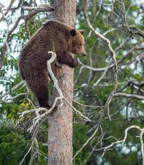 She-bear  having scented danger, got on a Pine tree. Brown Bear (Ursus arctos). Spring forest.