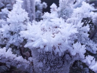 Große Eiskristalle auf Ästen