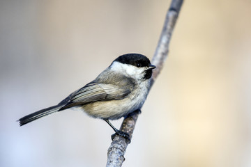 Tit in the background bokeh. Bird titmouse on a branch. Beautiful winter birds. Wildlife in the winter.