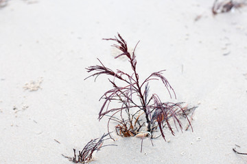 group of dry tree on sand near sea