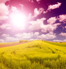 wheat field at the sunset