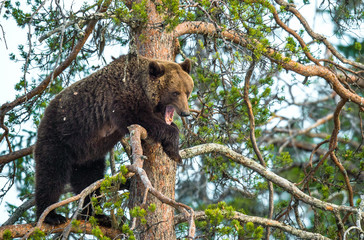 She-bear  having scented danger, got on a Pine tree. Brown Bear (Ursus arctos). Spring forest.