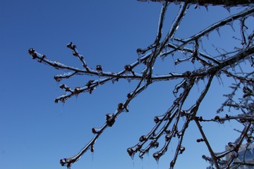 Tree Branches With Ice
