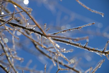 Tree Branches With Ice