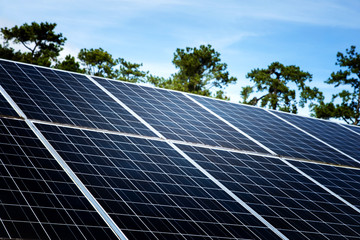 Solar panels with trees and blue sky