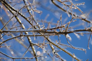 Tree Branches With Ice