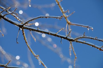 Tree Branches With Ice