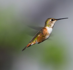 Small female hummingbird hovering near the garden looking for a food source