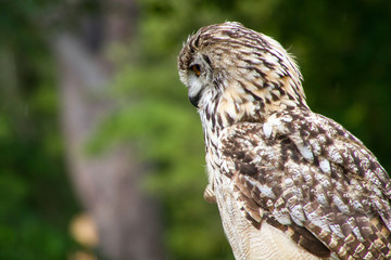 Portrait of eagle owl