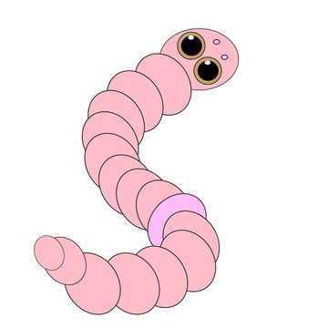 Earthworm on white background