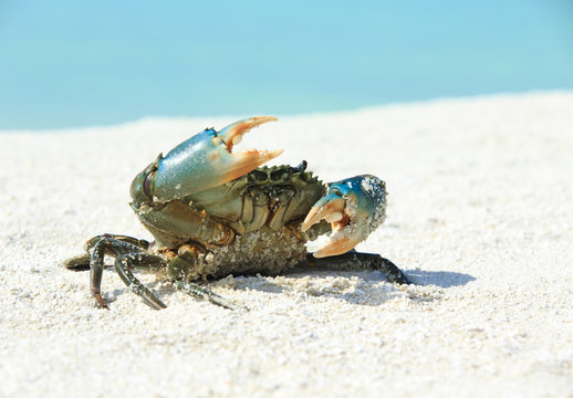 crab on beach