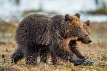 The cubs of wild brown bear (Ursus arctos) in a summer forest. Springtime in the forest