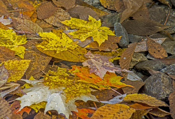 Fallen yellow leaves floating downstream in The Smokies.