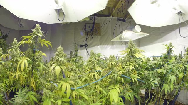 Steadicam Motion Across Marijuana Plants with Buds at Indoor Cannabis Farm