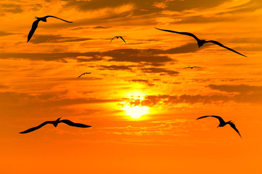  Sunset Birds Flying Silhouettes