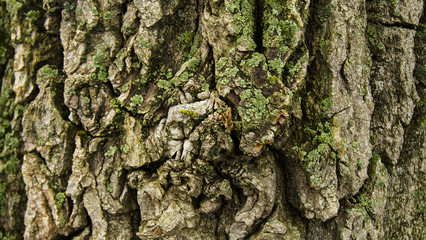nature, texture, background